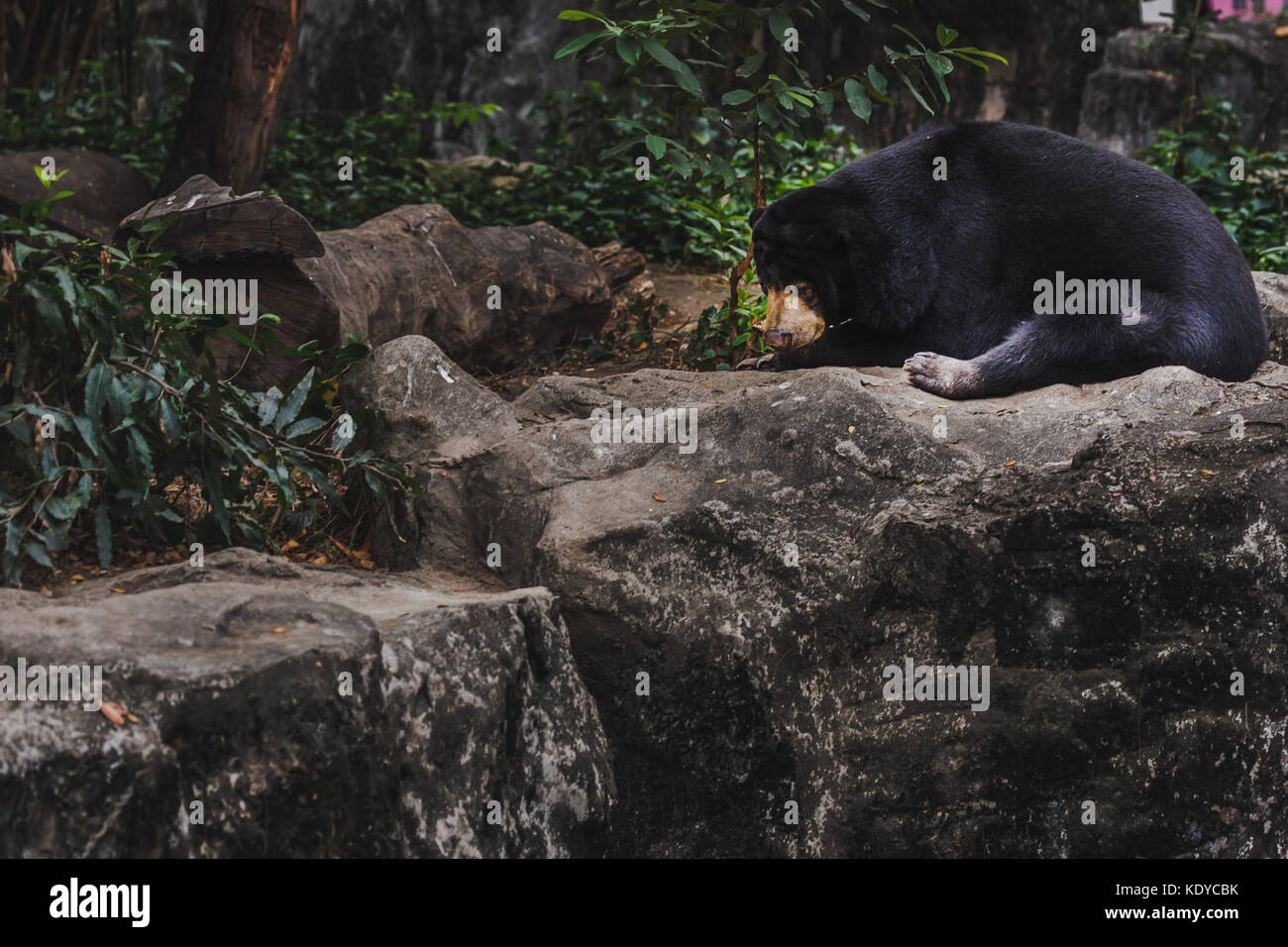 Sun: la malese bear honey bear Helarctos malayanus Foto Stock