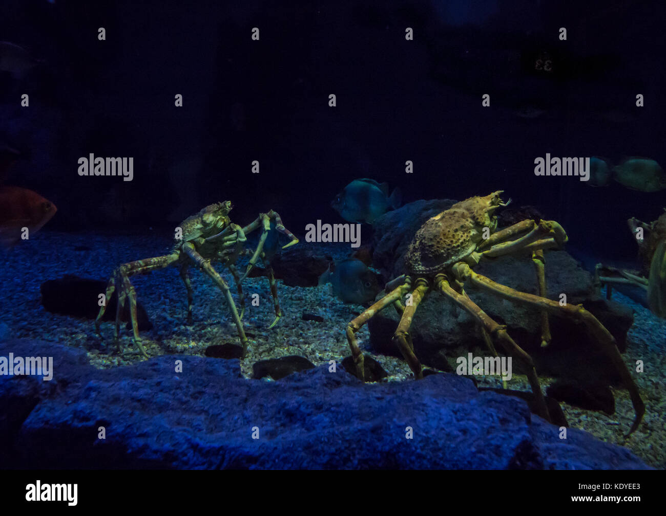 Close-Up di granchi giganti nuotare in Acquario, Osaka, Giappone Foto Stock
