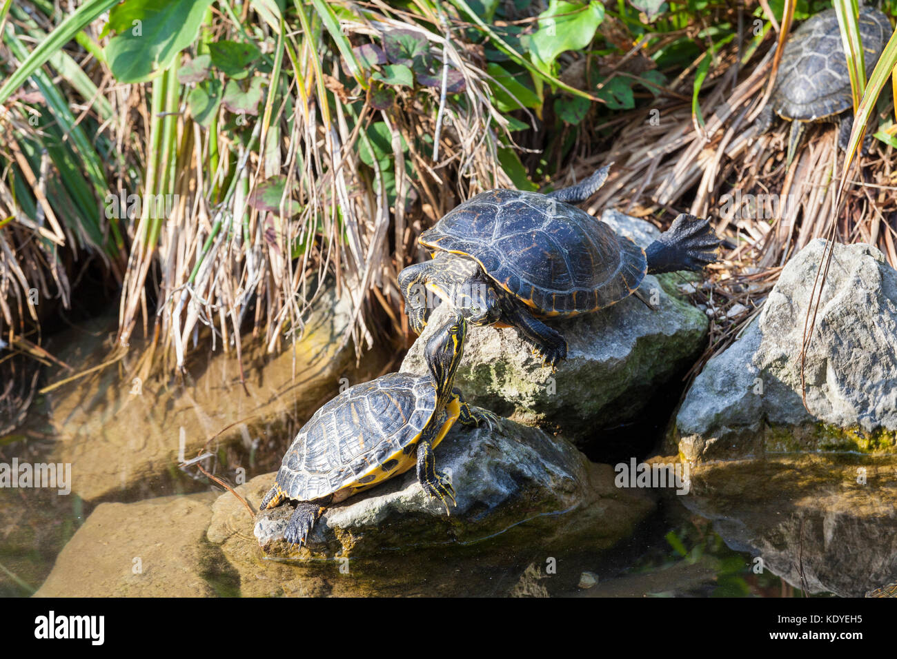 Due ventre giallo cursori o terrapins, Trachemys scripta scropta, prendere il sole sulle rocce in un laghetto nei Giardini Pubblici Venezia, Italia, un rilascio di pet in Foto Stock