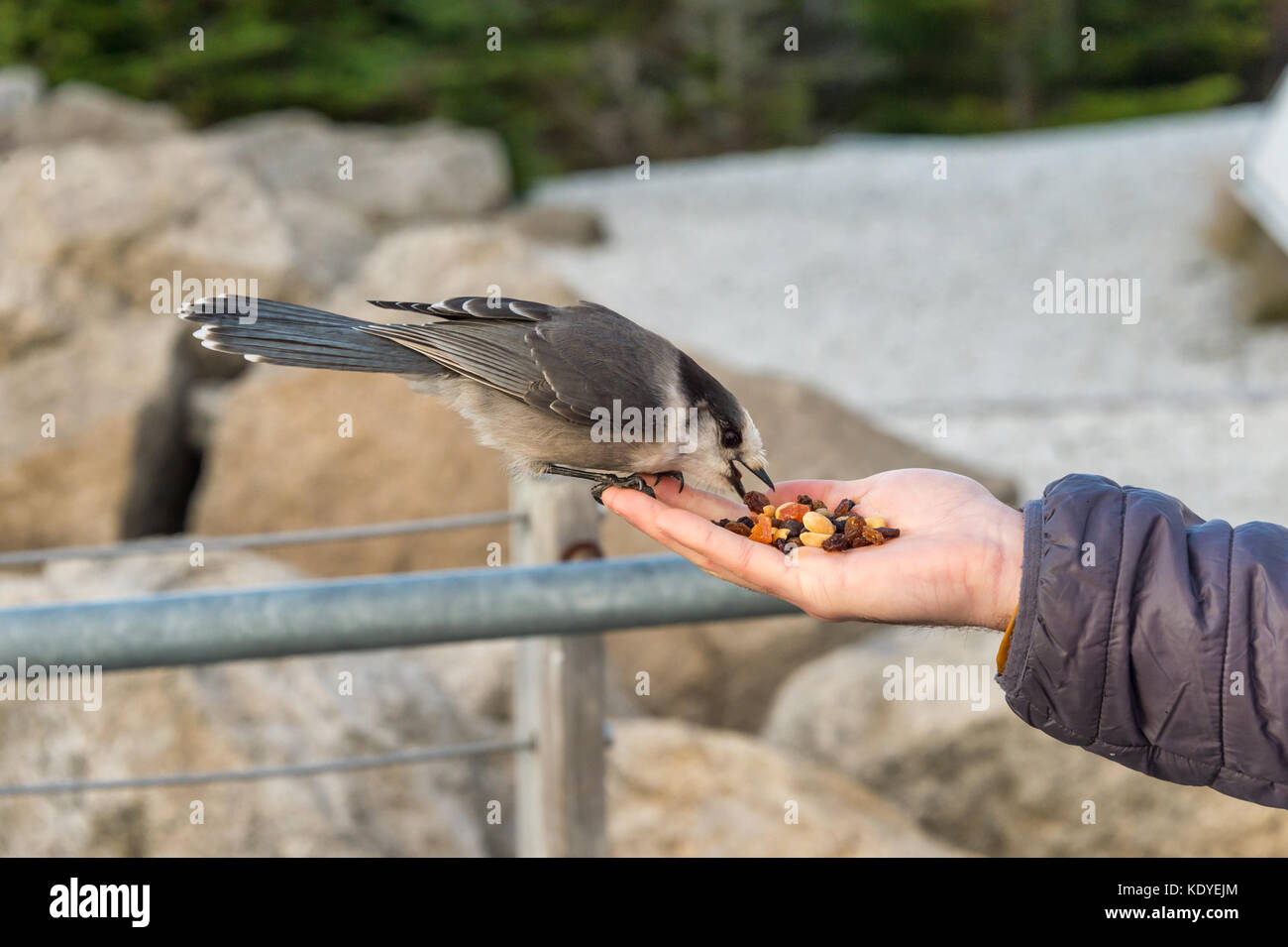 Gray jay mangiare semi e noci da una mano umana Foto Stock