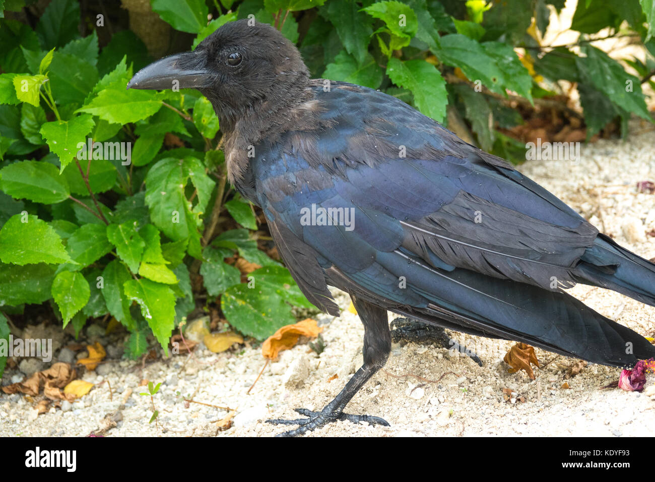 Close up di grandi fatturati Crow in Isola di Taketomi, Isole Yaeyama Prefettura di Okinawa in Giappone Foto Stock