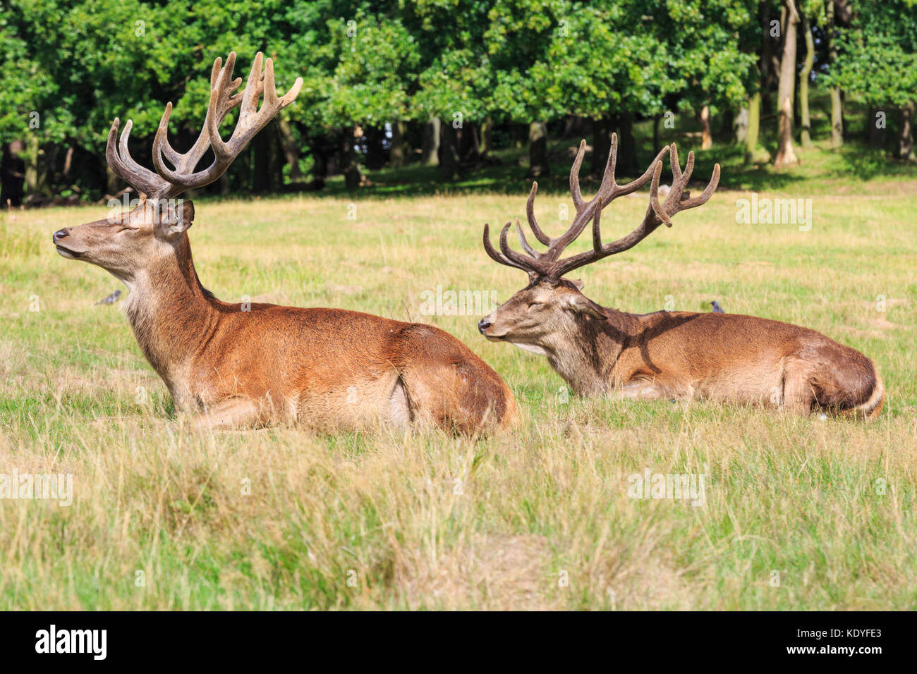 Due maschi selvatici cervi cervi (cervus elaphus) oziare al sole del pomeriggio nella prateria, England, Regno Unito Foto Stock