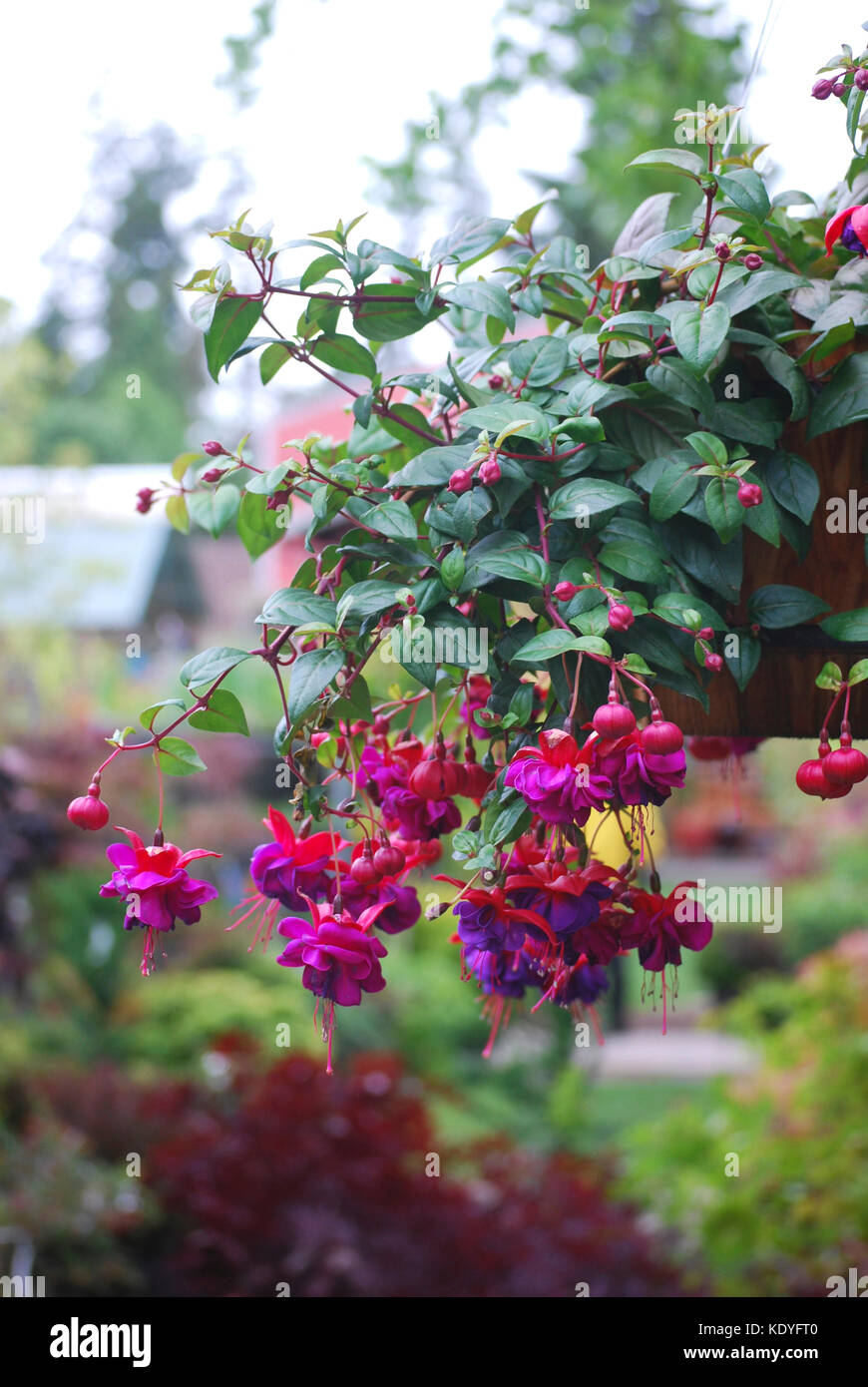 Nei cestini appesi di fucsia in fiore Foto Stock