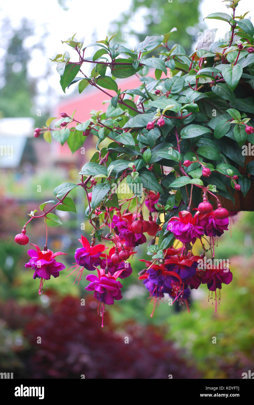 Nei cestini appesi di fucsia in fiore Foto Stock
