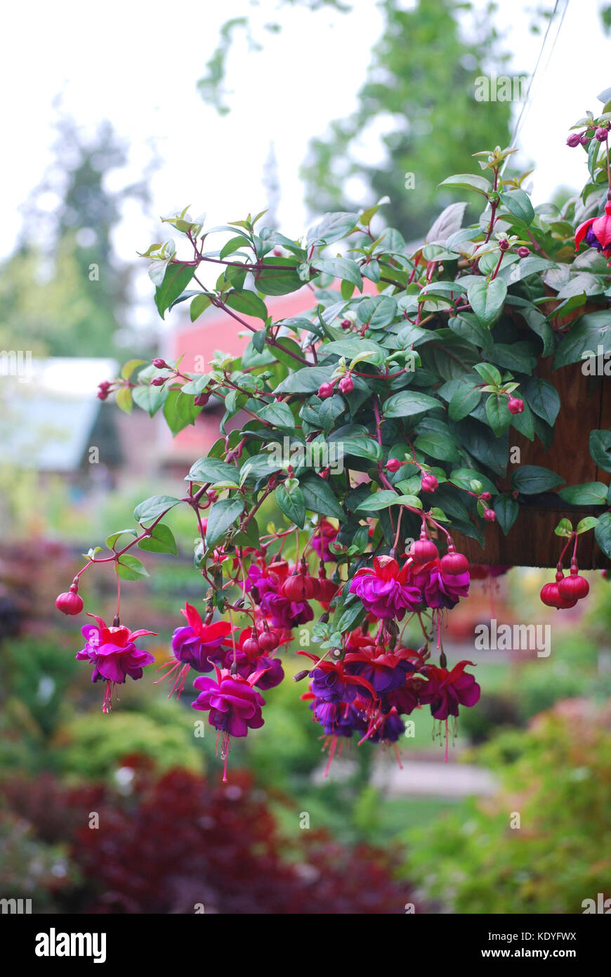 Nei cestini appesi di fucsia in fiore Foto Stock