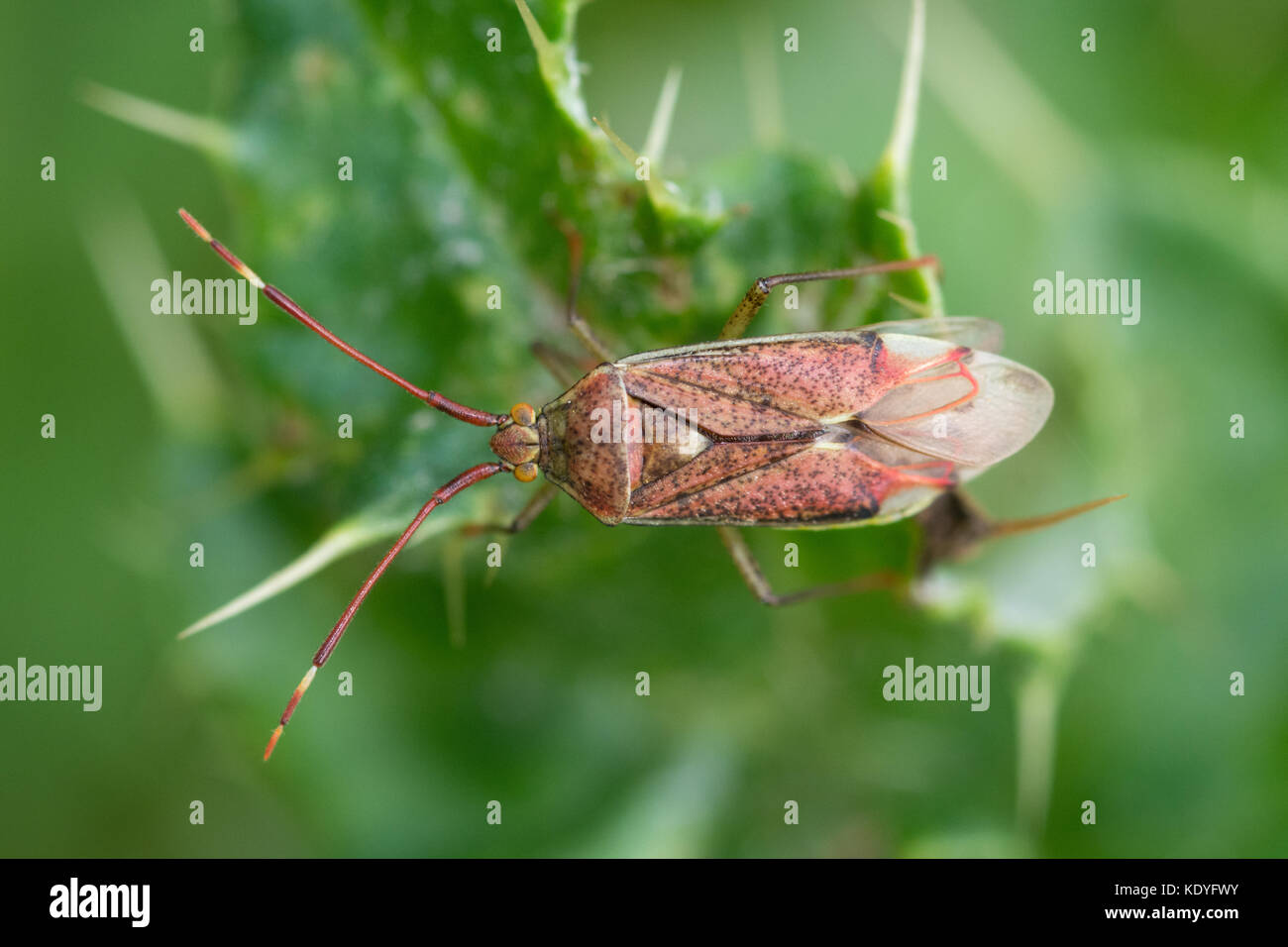 Close-up di un Pantilius tunicatus bug (Miridae famiglia), Regno Unito Foto Stock
