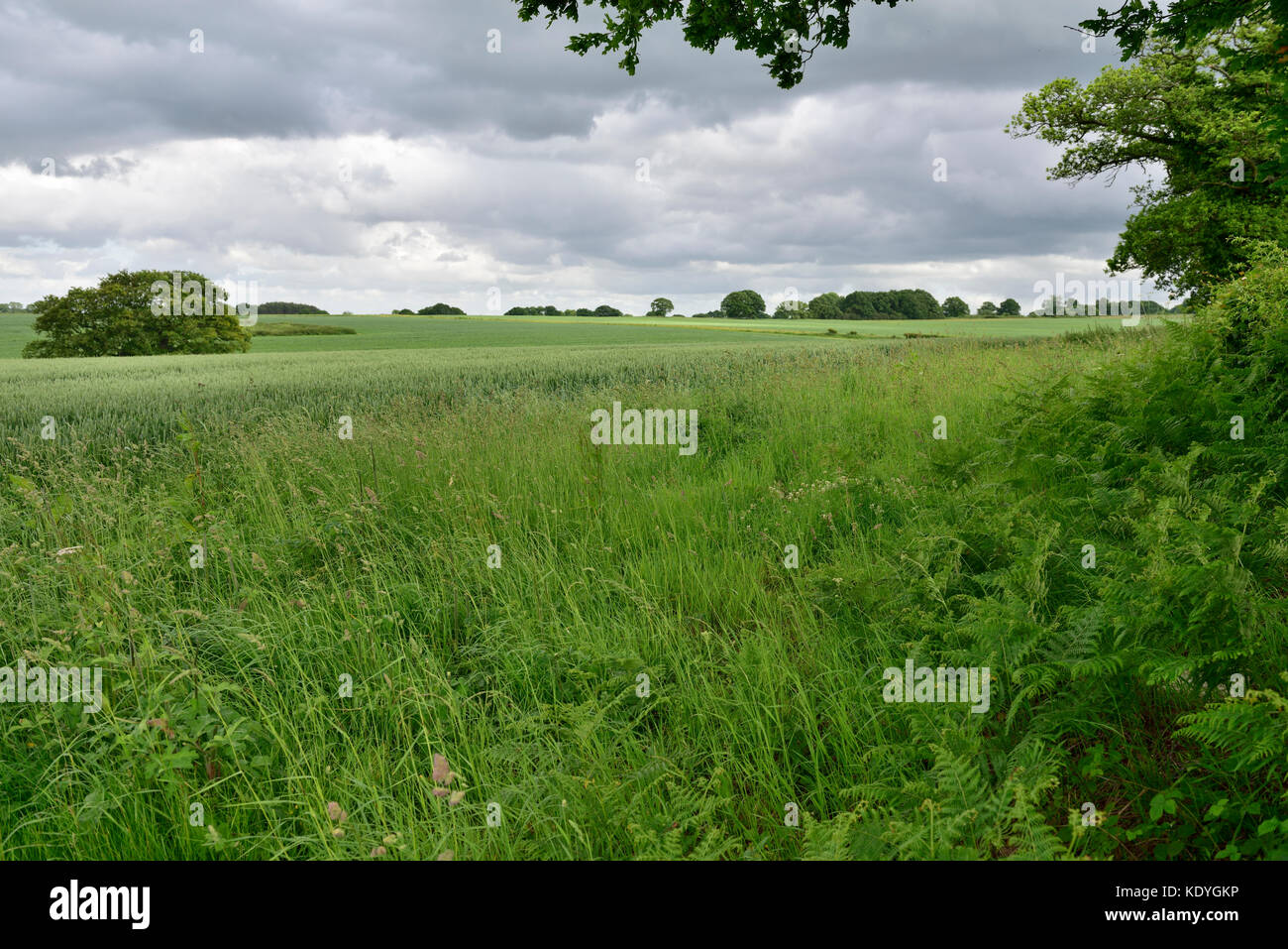 Campi di verde della campagna del Wiltshire Foto Stock