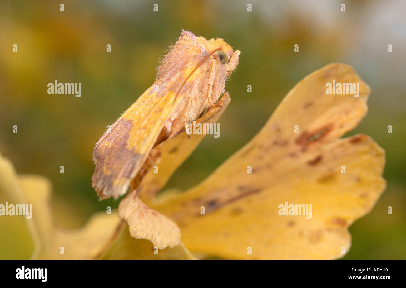 Bloccate sallow moth nel giardino inglese Foto Stock