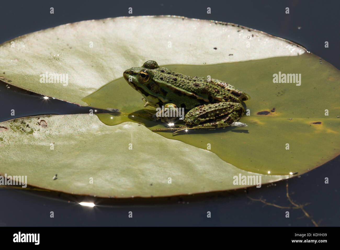 Rana verde seduto su una lily pad in un stagno in Francia. Foto Stock