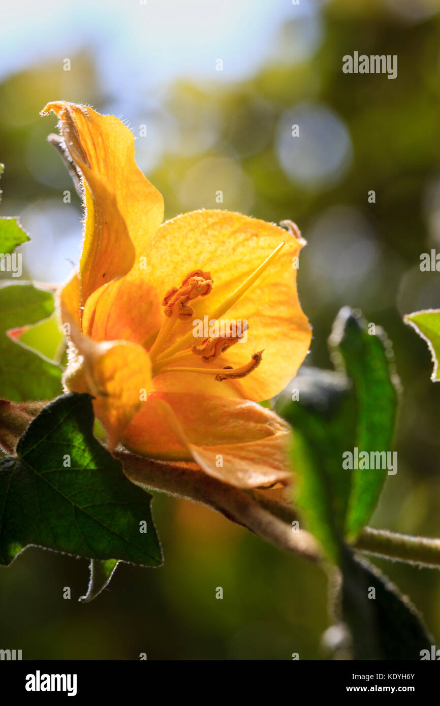 Single summer flower del semi-hardy arbusto, Fremontodendron "California Gloria' Foto Stock