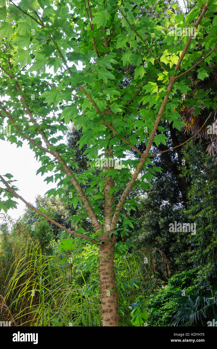 Presenta verrucosa,steli acuminati del hardy albero a foglie decidue, Kalopanax septemlobus Foto Stock