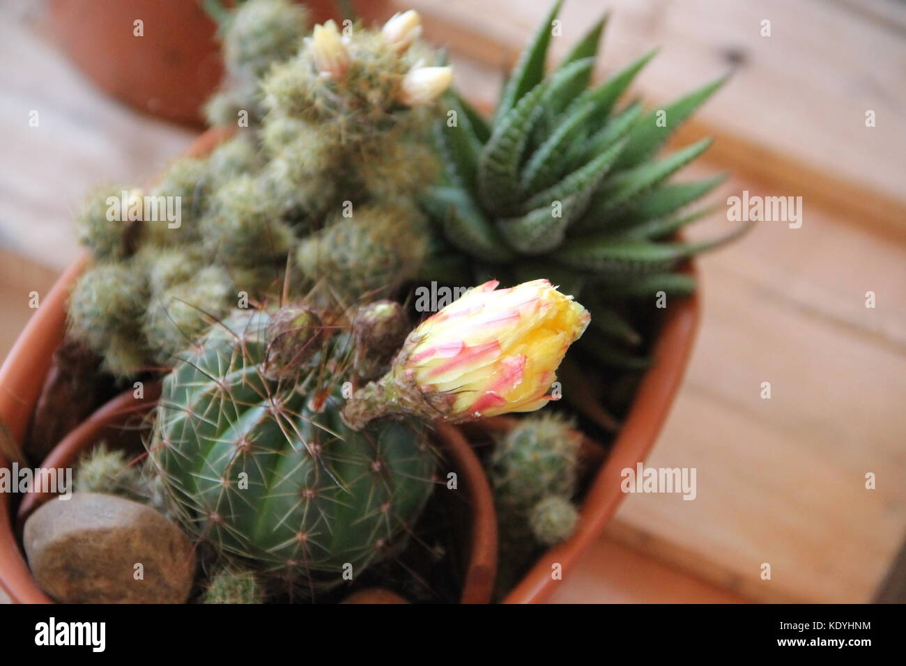 Cactus e piante grasse in fiore in primavera Foto stock - Alamy