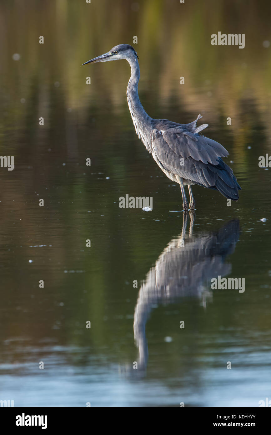 L'airone cinerino (Ardea cinerea) attende pazientemente, stock-ancora, per preda/pesce nella palude, uppland, Svezia Foto Stock