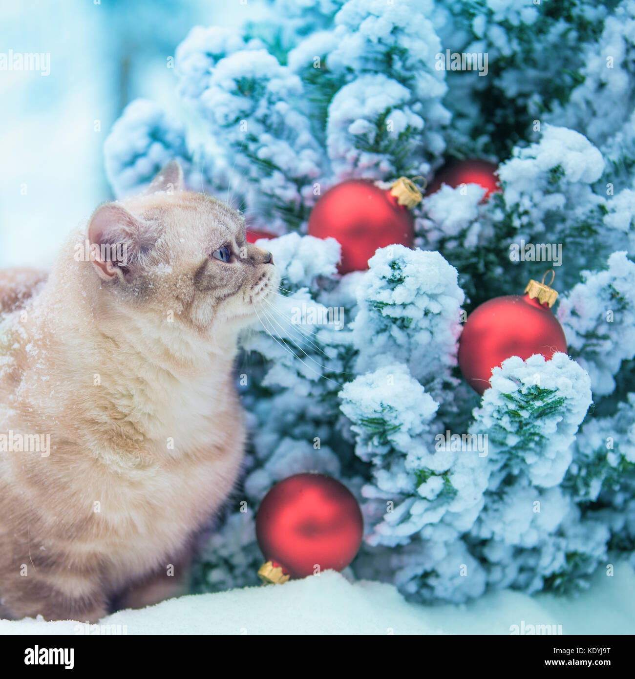 Gatto seduto nella neve nei pressi di abete con decorazione di Natale. Foto Stock