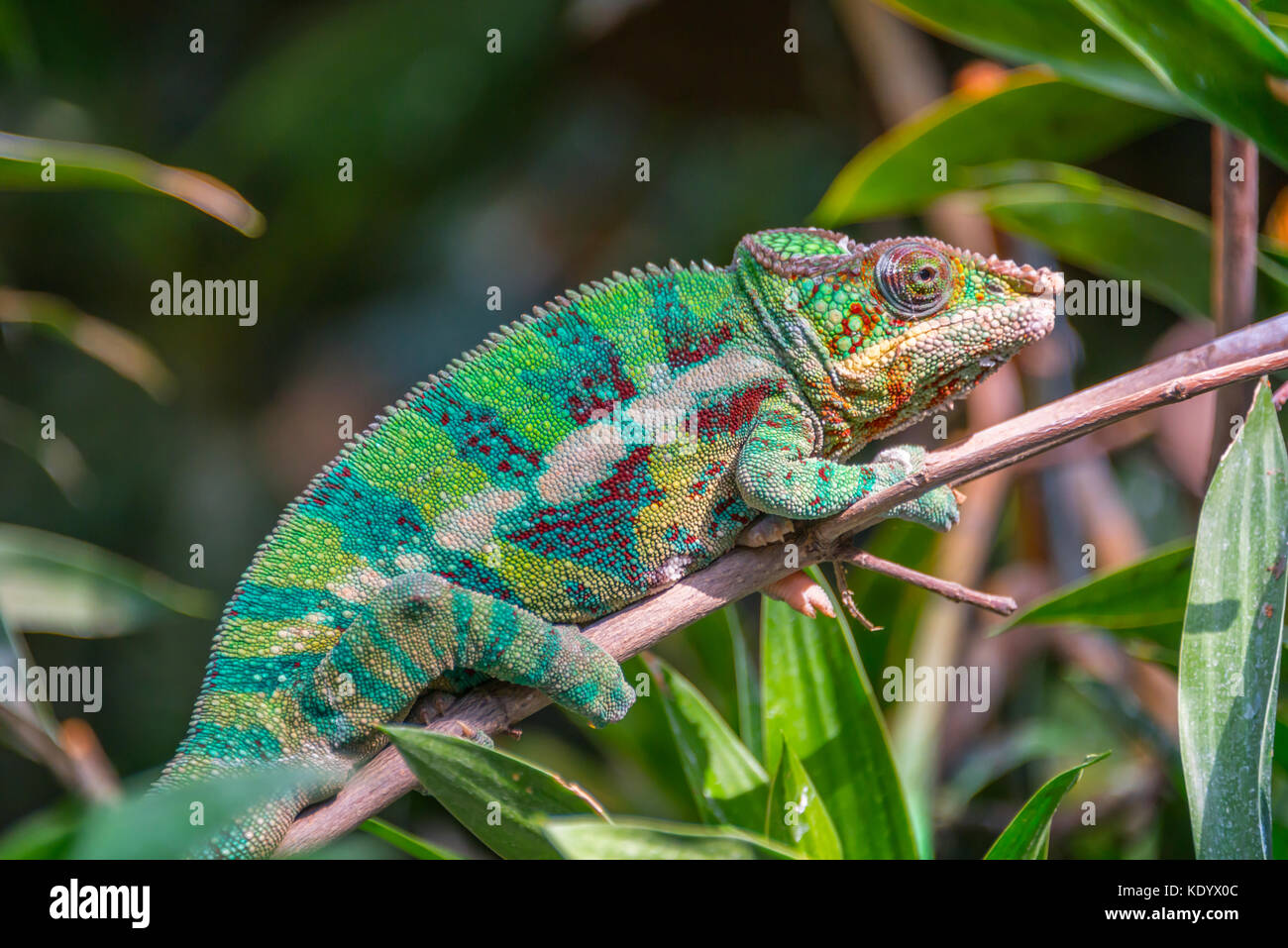 Vista di profilo di un camaleonte colorati su un ramo Foto Stock