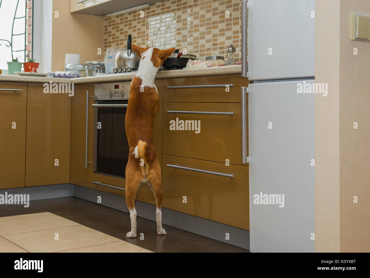 Cheeky basenji cane ispezione cucina mentre sono a casa da solo Foto Stock