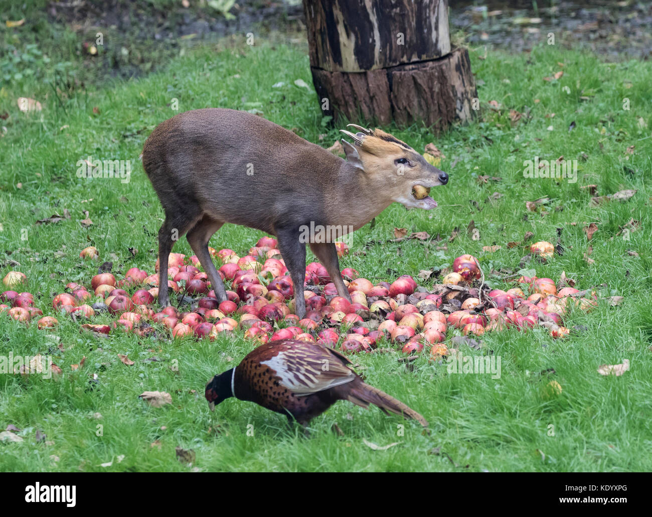 Muntjac muntiacus reevesi chiamato anche barking deer mangiare le mele lungo di fagiani Foto Stock