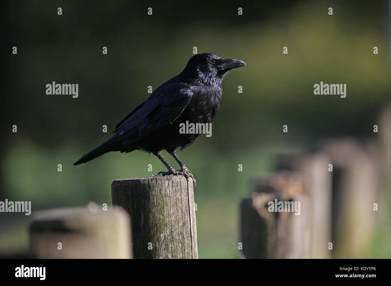 Crow a Wollaton Park, Nottingham Foto Stock