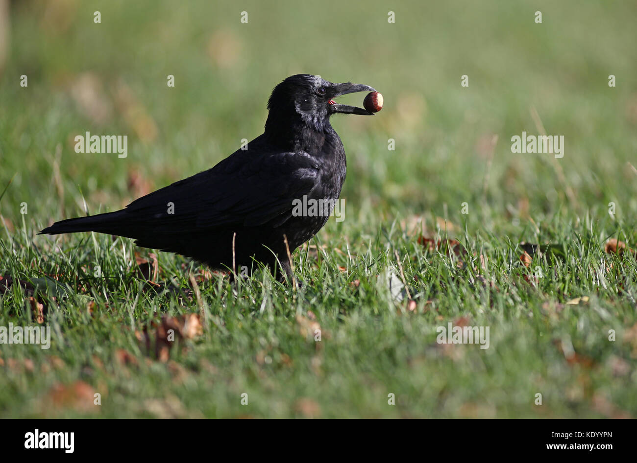 Crow a Wollaton Park, Nottingham Foto Stock