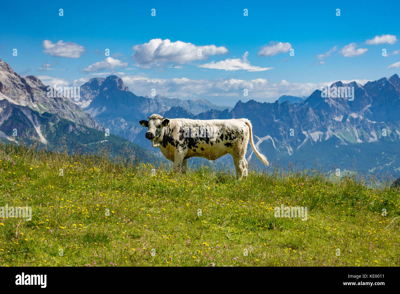 Bianco e nero con vacca alpi italiane in background Foto Stock