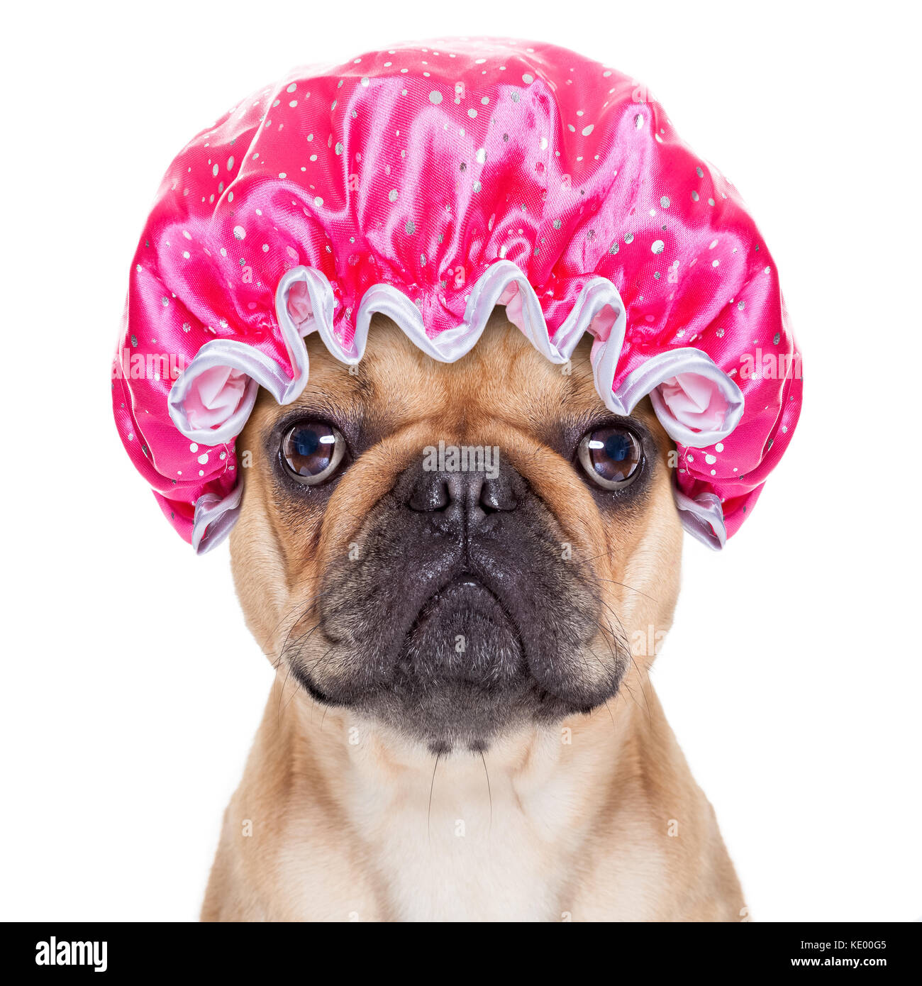 Bulldog francese cane pronto per avere un bagno o una doccia indossando un  cappello di balneazione, isolato su sfondo bianco Foto stock - Alamy