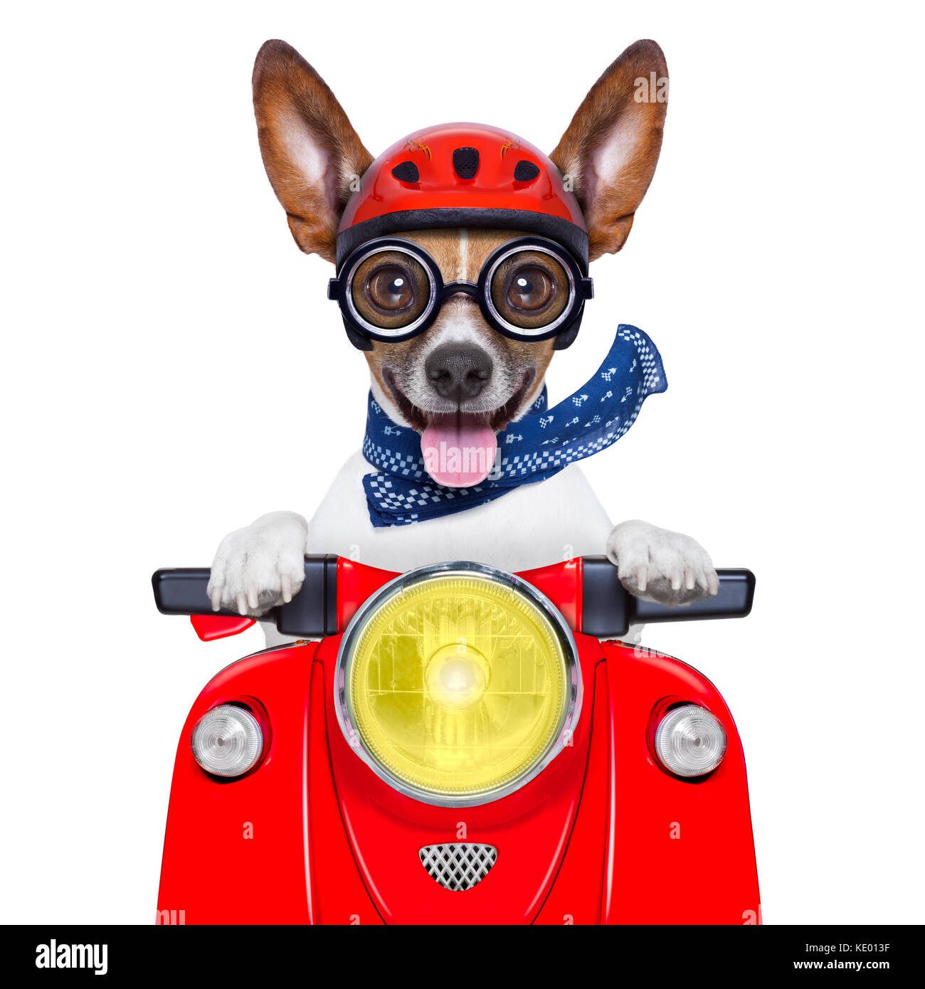 Crazy sciocco cane in moto con il casco e incollaggio fuori la lingua Foto  stock - Alamy