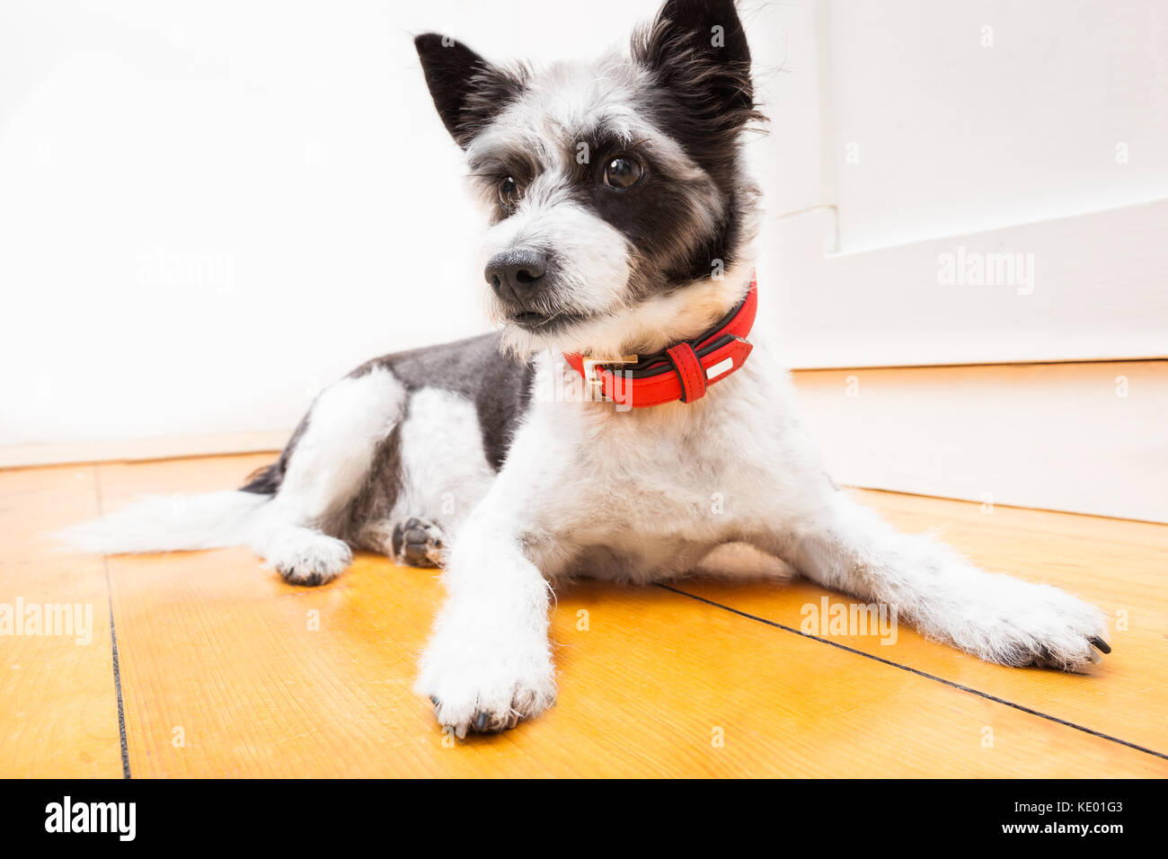 Nero terrier dog sitter e appoggiata a casa sul pavimento cercando riflessivo, indossando un colletto rosso Foto Stock