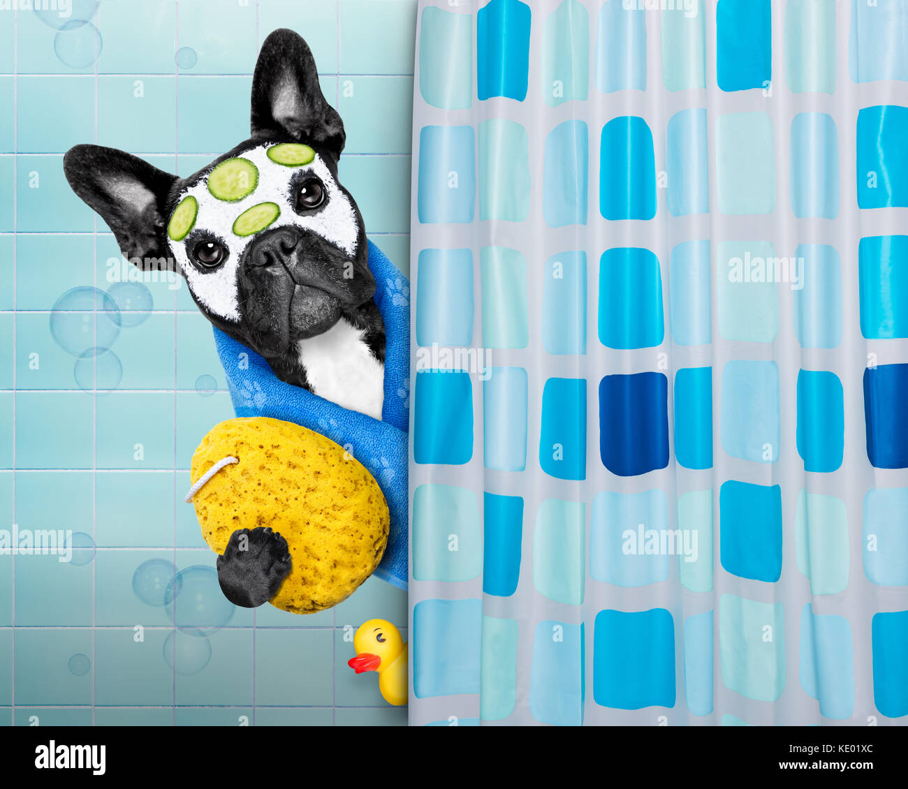 Bulldog francese cane in una vasca da bagno non è così divertito circa che , di plastica gialla di anatra e asciugamano, dietro la tenda della doccia ,viso o maschera di bellezza cucum Foto Stock
