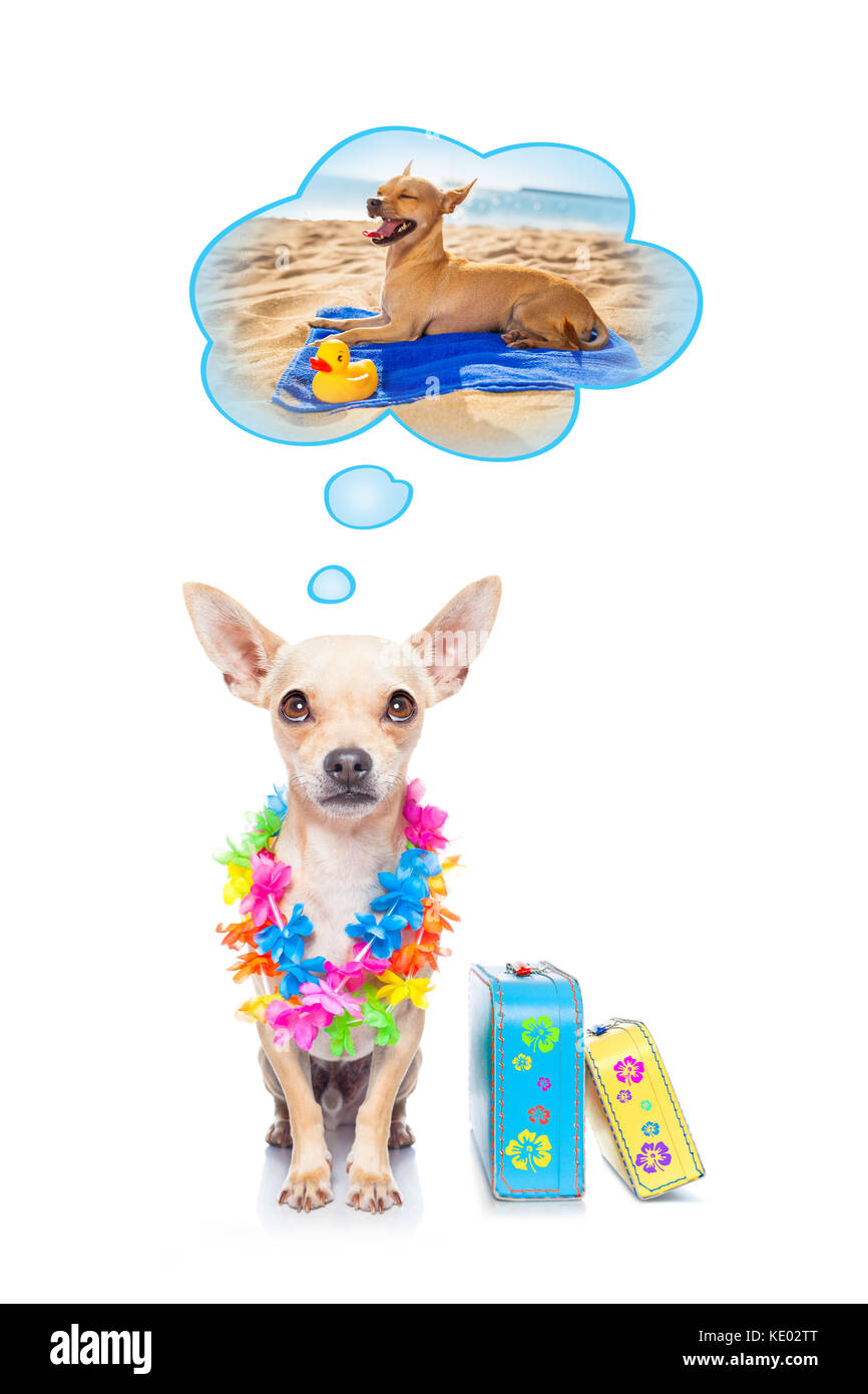 Chihuahua cane pensando alle vacanze estive vacanze in spiaggia, isolato su sfondo bianco, pronti con le valigie e borse di discostarsi Foto Stock