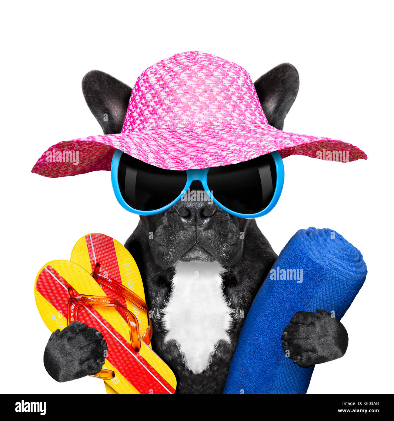 Bulldog francese sulle vacanze estive con asciugamani e ciabatte infradito  Foto stock - Alamy