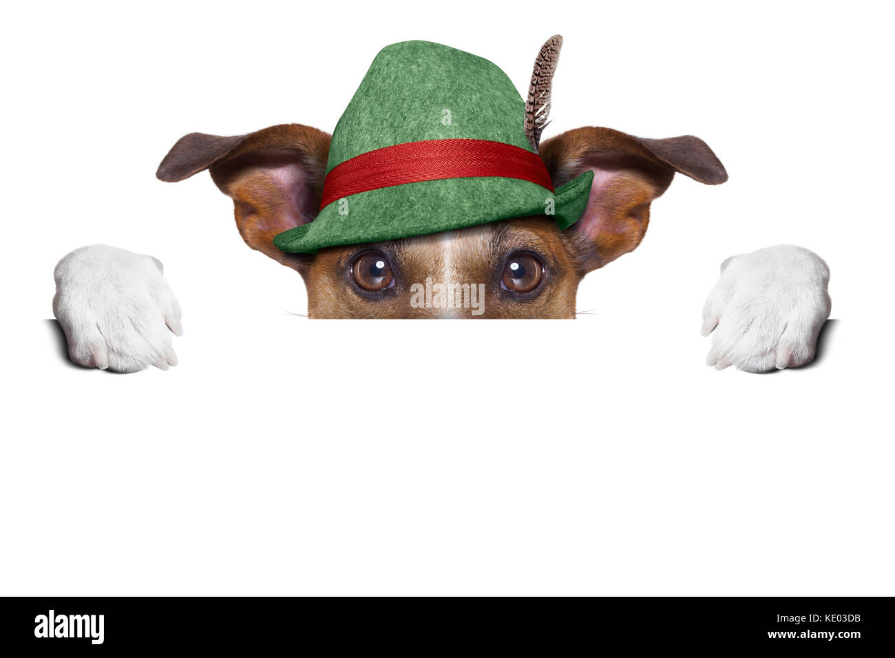 Cane svizzero nascondendo dietro di intestazione vuota Foto Stock