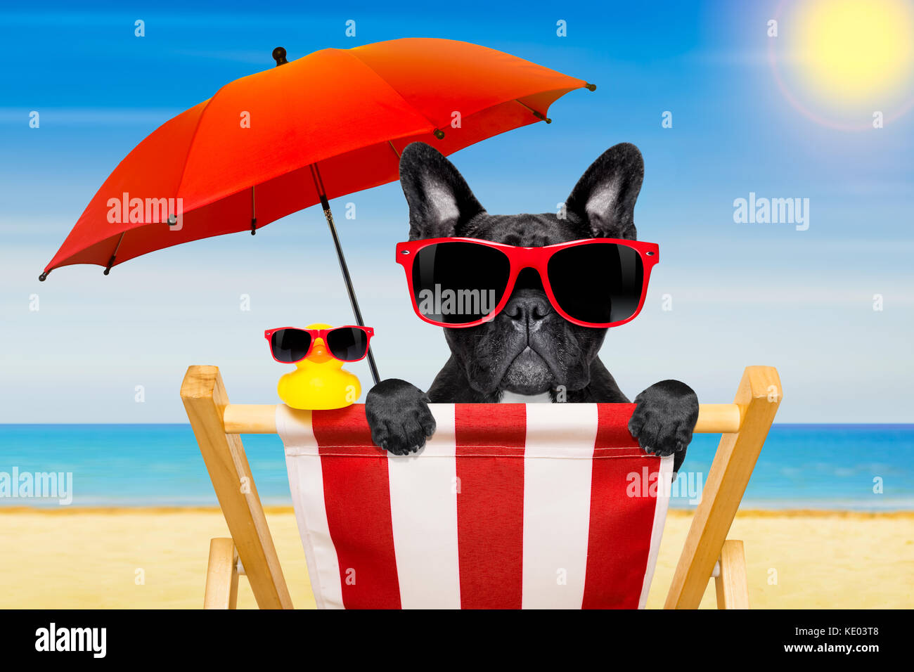 Bulldog francese cane su una sdraio sulla spiaggia o amaca in spiaggia  rilassante per le vacanze estive vacanze, ocean shore come sfondo , con  ombrellone rosso Foto stock - Alamy