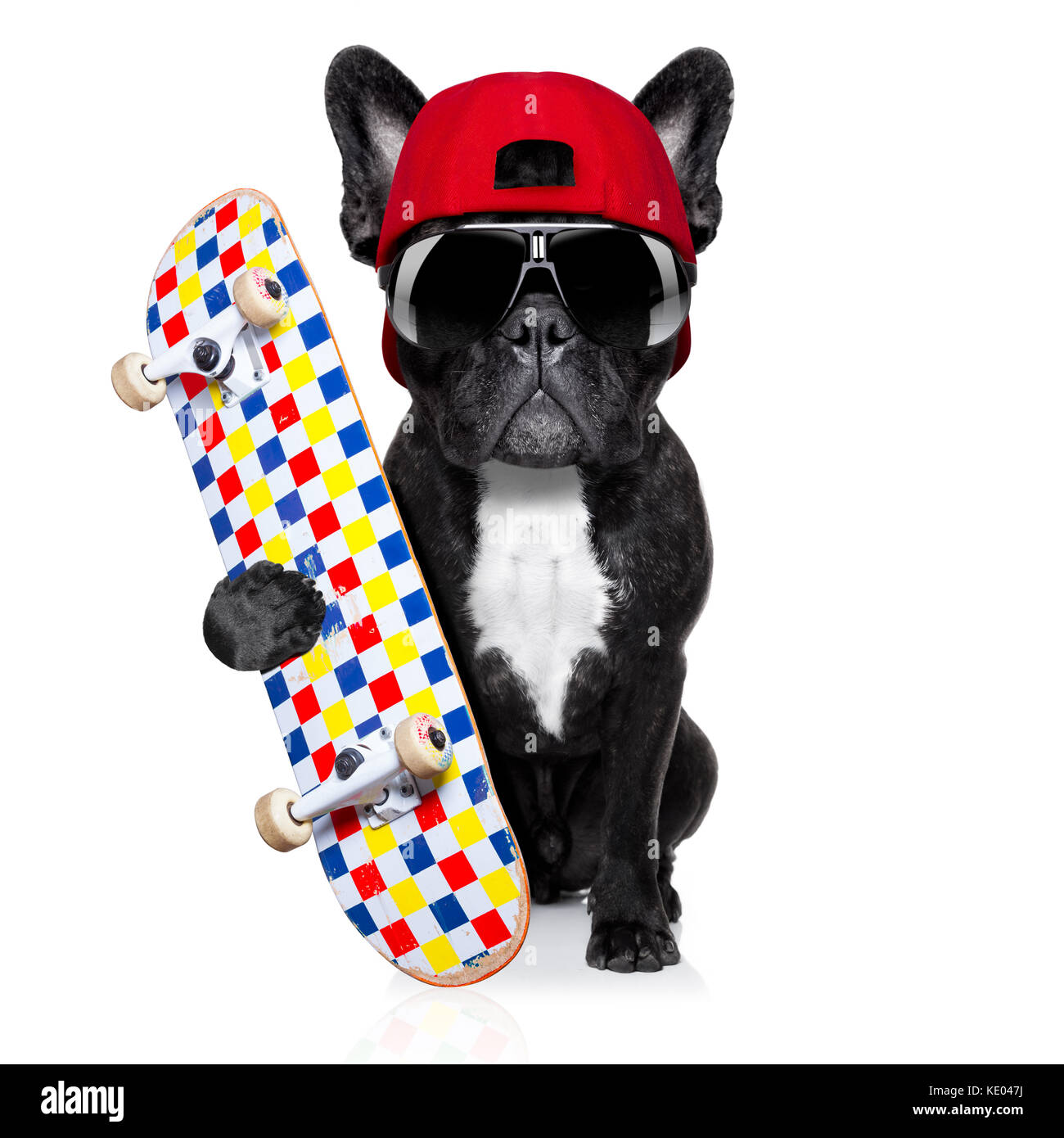 Bulldog francese cane, come un pattinatore con cappuccio rosso e lo  skateboard, isolato su sfondo bianco Foto stock - Alamy