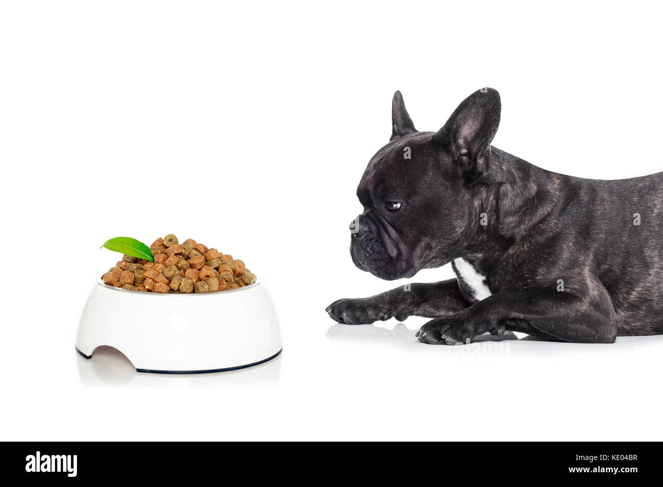 Bulldog francese cane affamato e mendicando per tutta una ciotola di cibo,  isolato su sfondo bianco Foto stock - Alamy