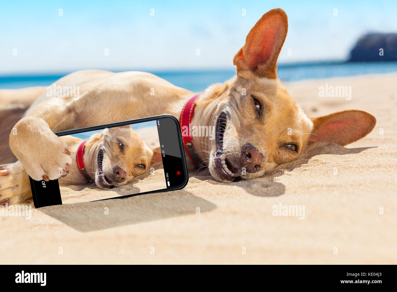 Chihuahua cane il relax e il riposo , distesi sulla sabbia in spiaggia su vacanze estive vacanze,tenendo un selfie per gli amici Foto Stock