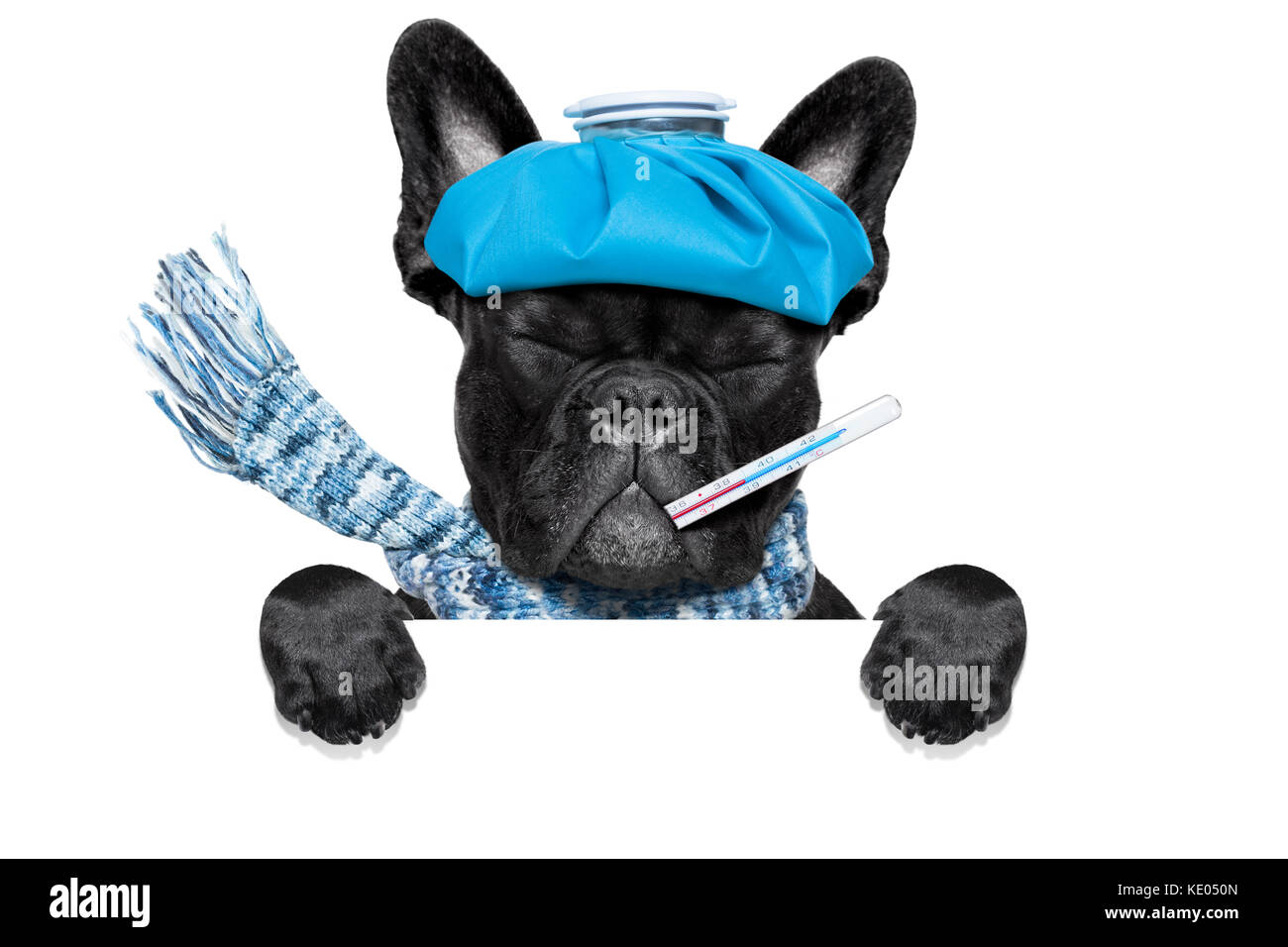 Bulldog francese cane con mal di testa e i postumi della sbornia con il sacchetto del ghiaccio o ghiaccio sulla testa a occhi chiusi della sofferenza , isolato su sfondo bianco, dietro bianco b Foto Stock