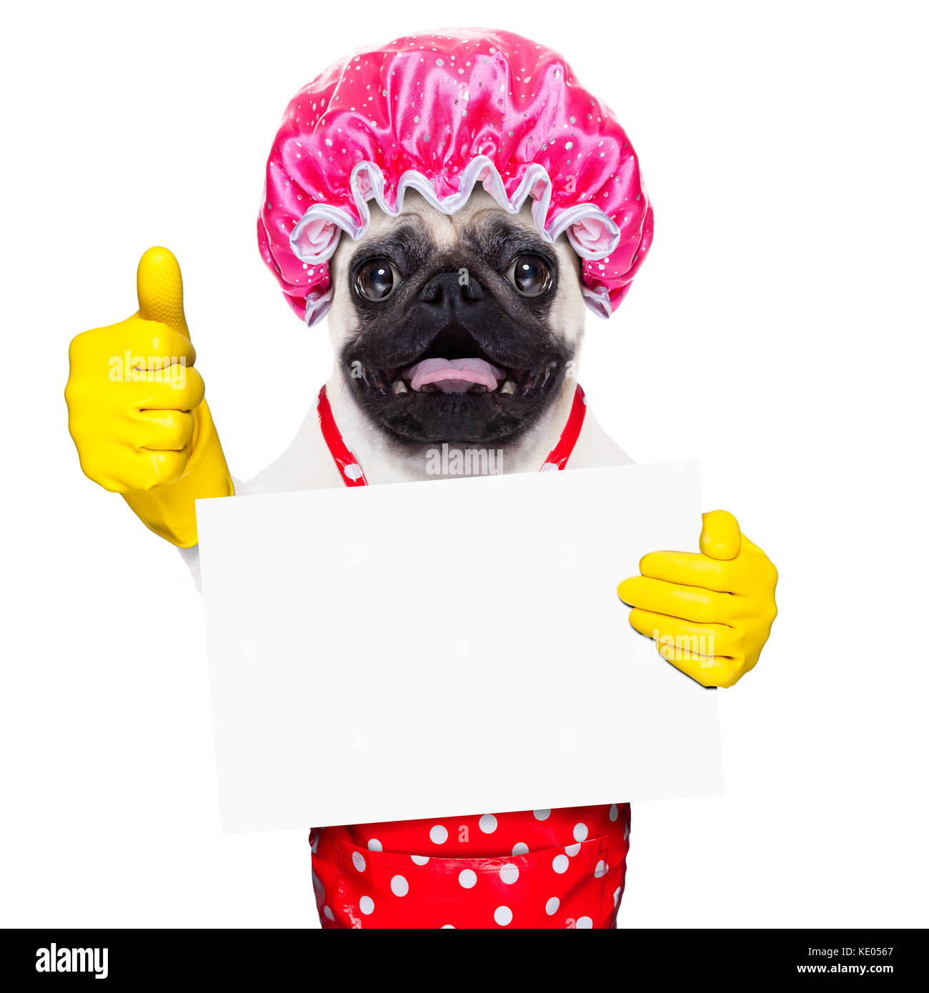 Pug cane fa domestiche con guanti di gomma e la cuffia per la doccia, tenendo un vuoto vuoto lavagna o cartellone, isolato su sfondo bianco Foto Stock