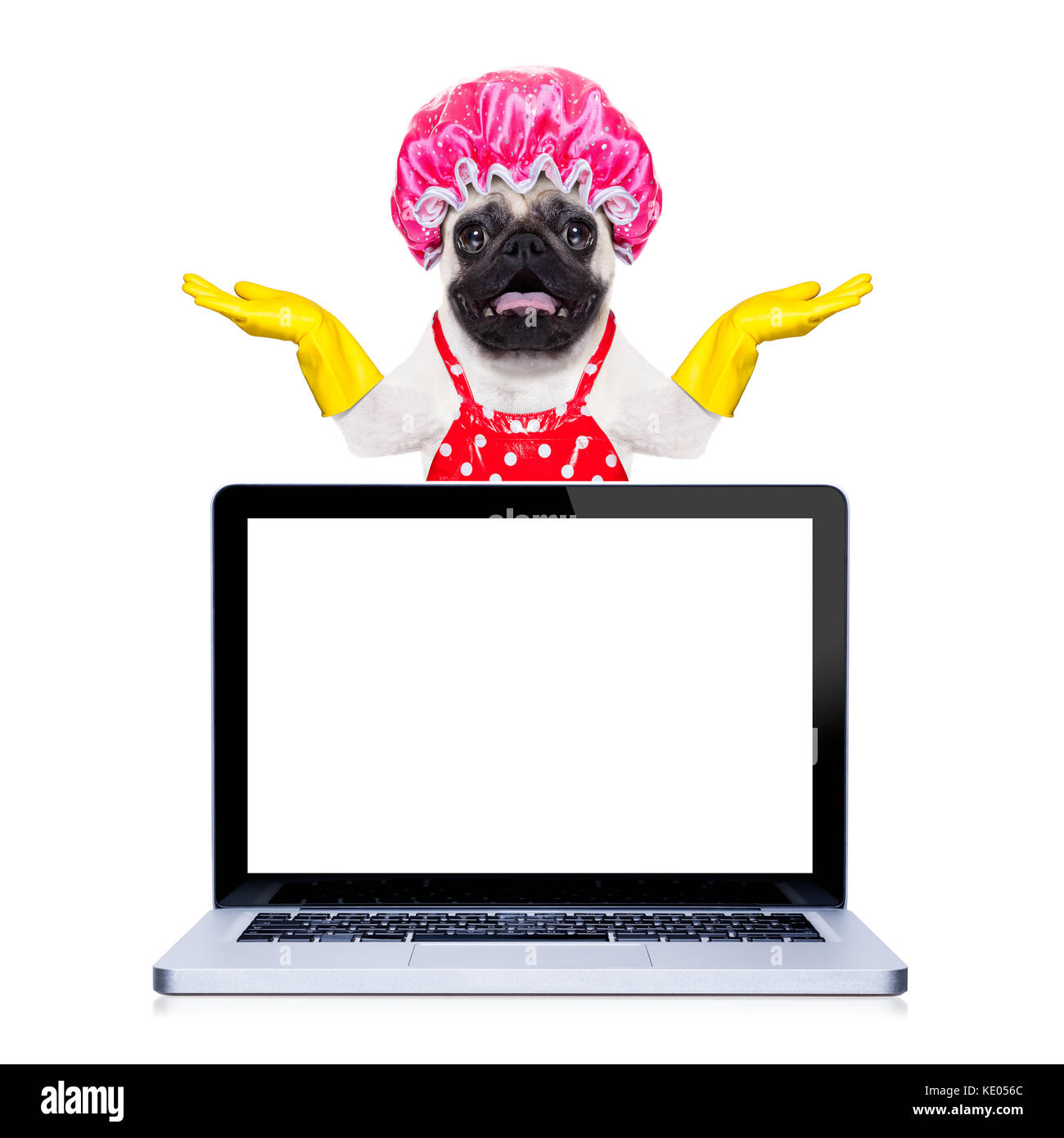 Pug cane fa domestiche con guanti di gomma e cuffia doccia dietro un pc notebook con schermo di computer , isolato su sfondo bianco Foto Stock