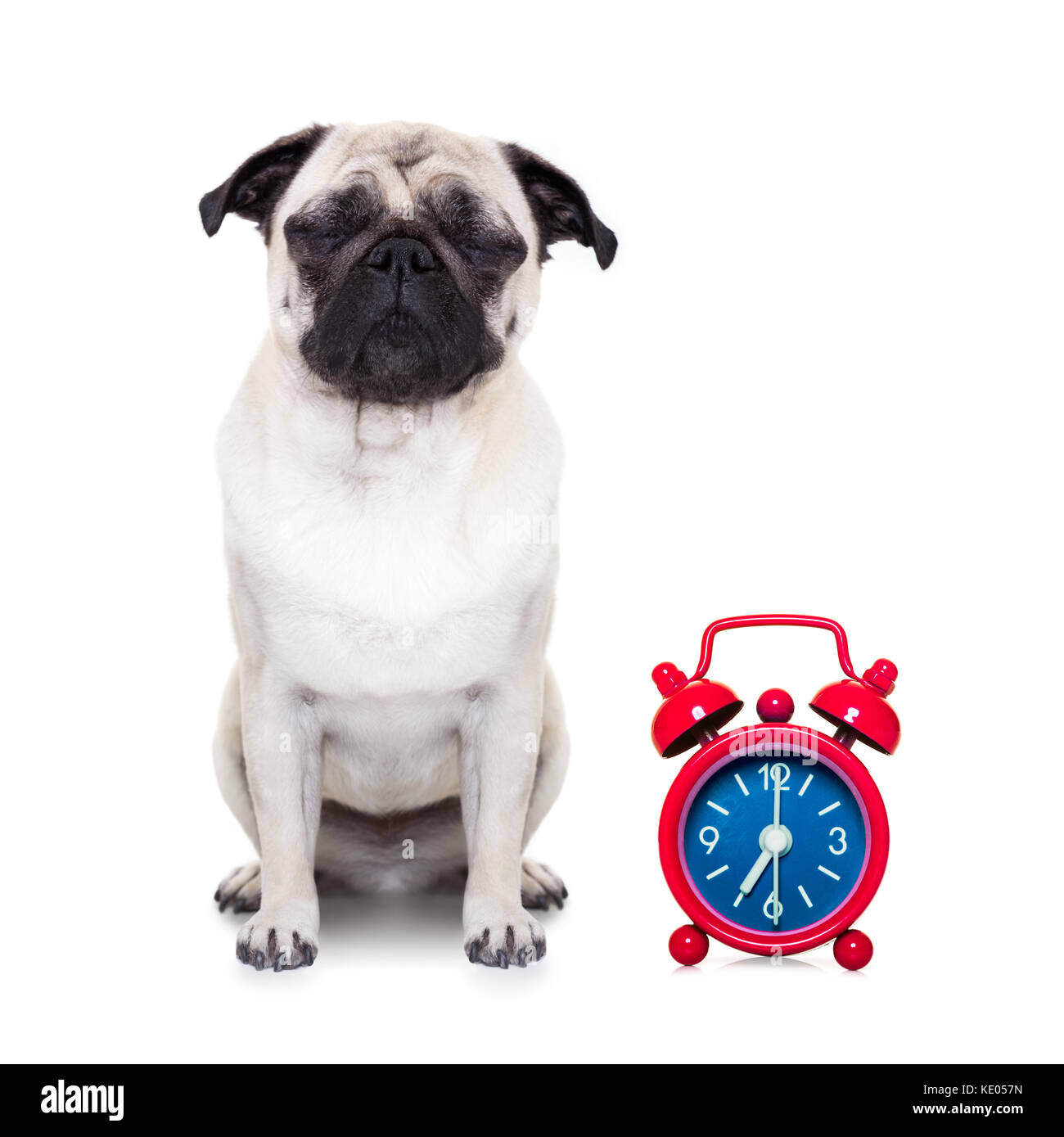 Pug dog appoggiato ,dormendo o avente una siesta con sveglia ,isolati su sfondo bianco Foto Stock