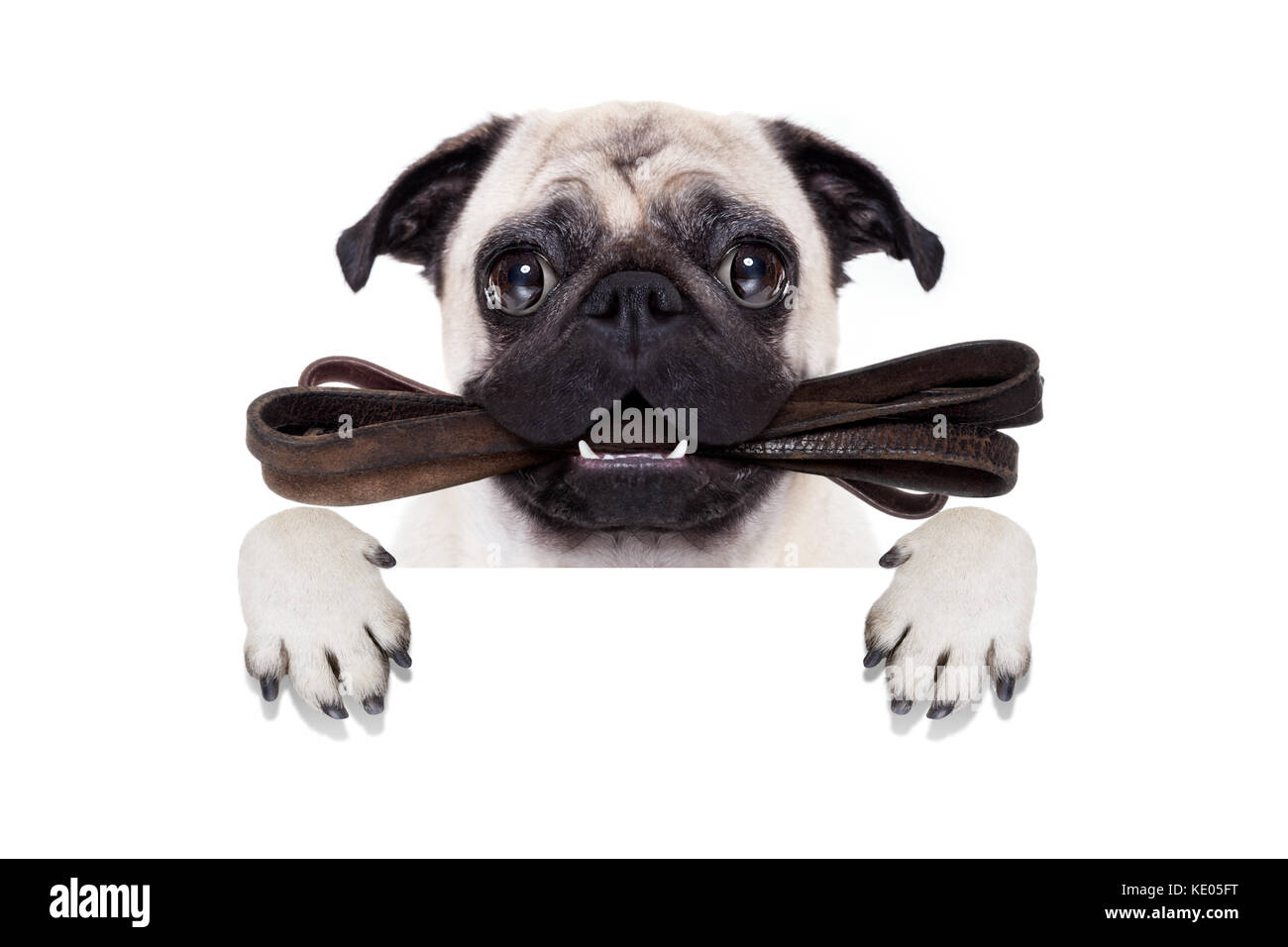 Pug cane con guinzaglio in pelle pronta per una passeggiata con il proprietario, dietro vuoto vuoto un banner o un cartellone, isolato su sfondo bianco Foto Stock