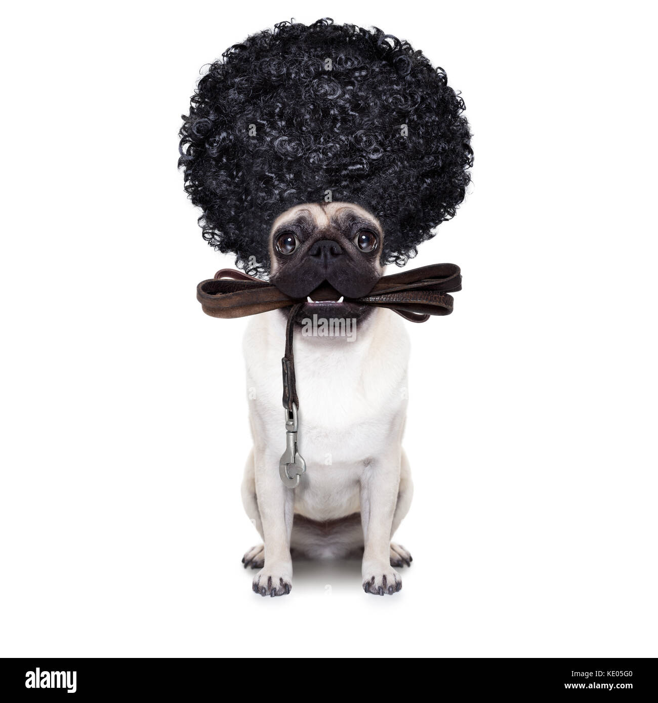 Pug cane con guinzaglio in pelle pronta per una passeggiata con il proprietario,indossando un afro capelli divertente parrucca , isolato su sfondo bianco Foto Stock