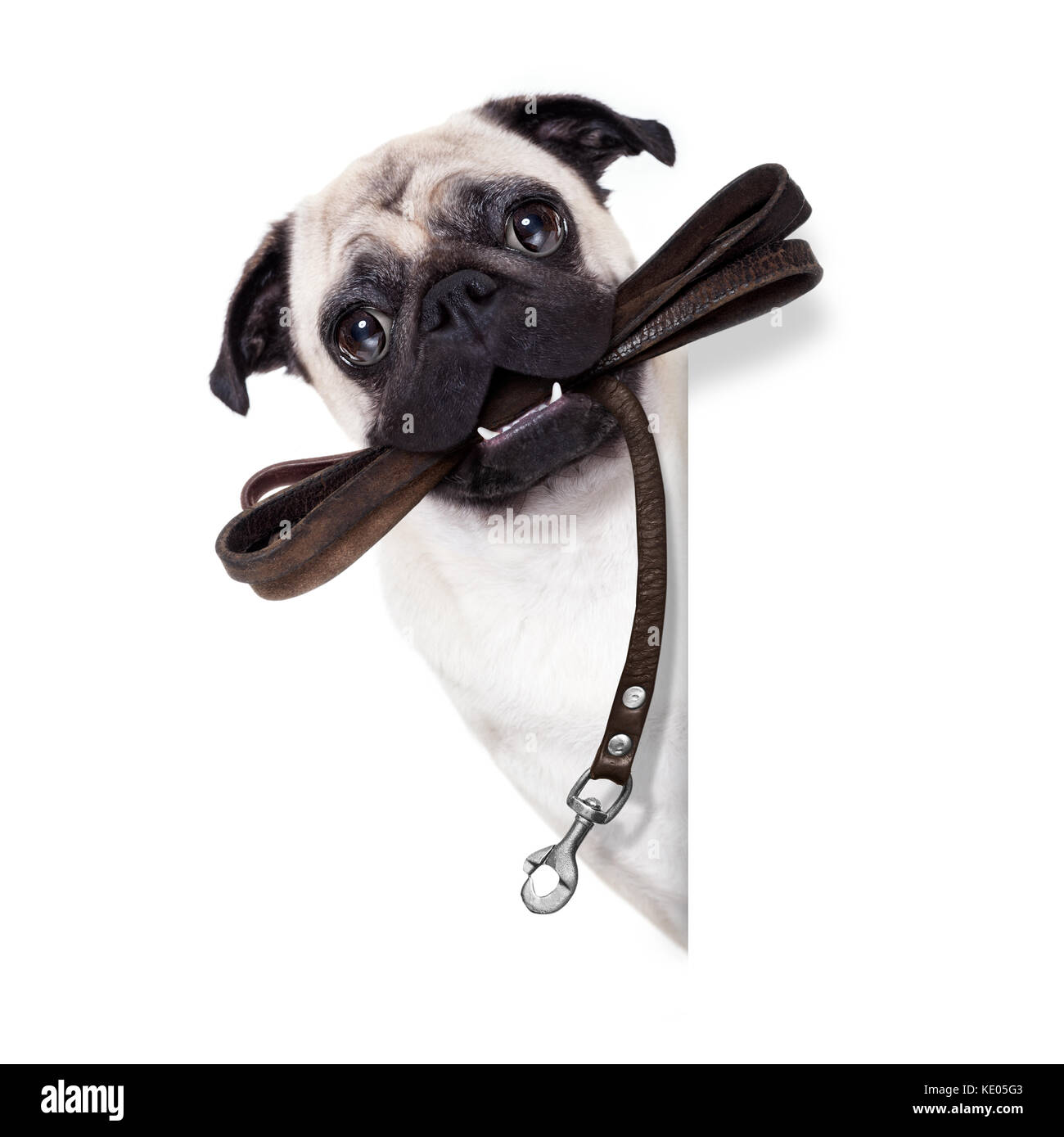 Pug cane con guinzaglio in pelle pronta per una passeggiata con il proprietario, accanto a vuoto vuoto un banner o un cartellone, isolato su sfondo bianco Foto Stock