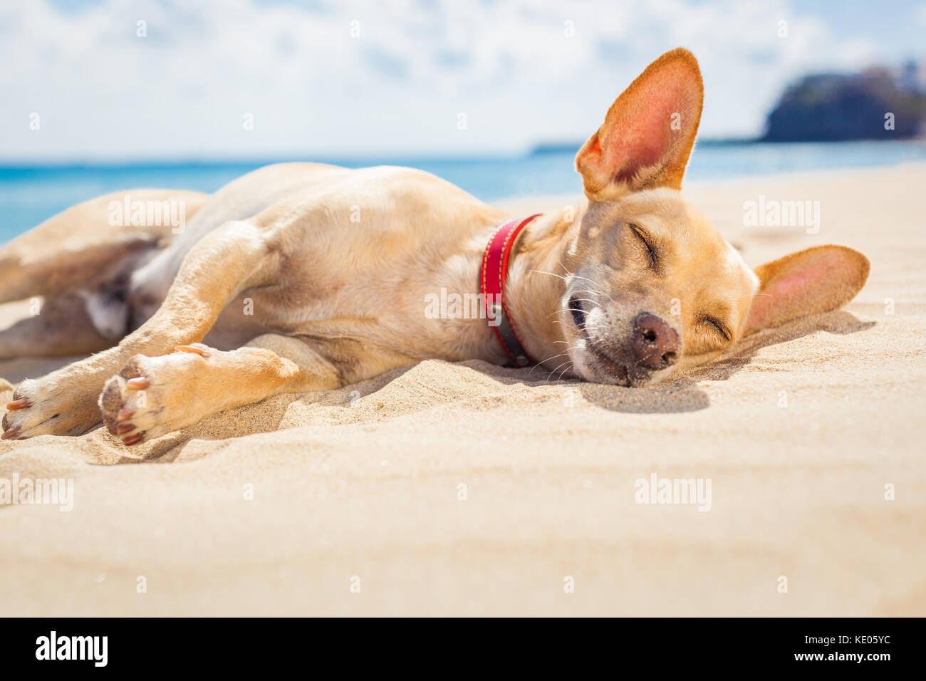 Chihuahua cane il relax e il riposo , distesi sulla sabbia in spiaggia su vacanze estive vacanze, ocean shore dietro Foto Stock