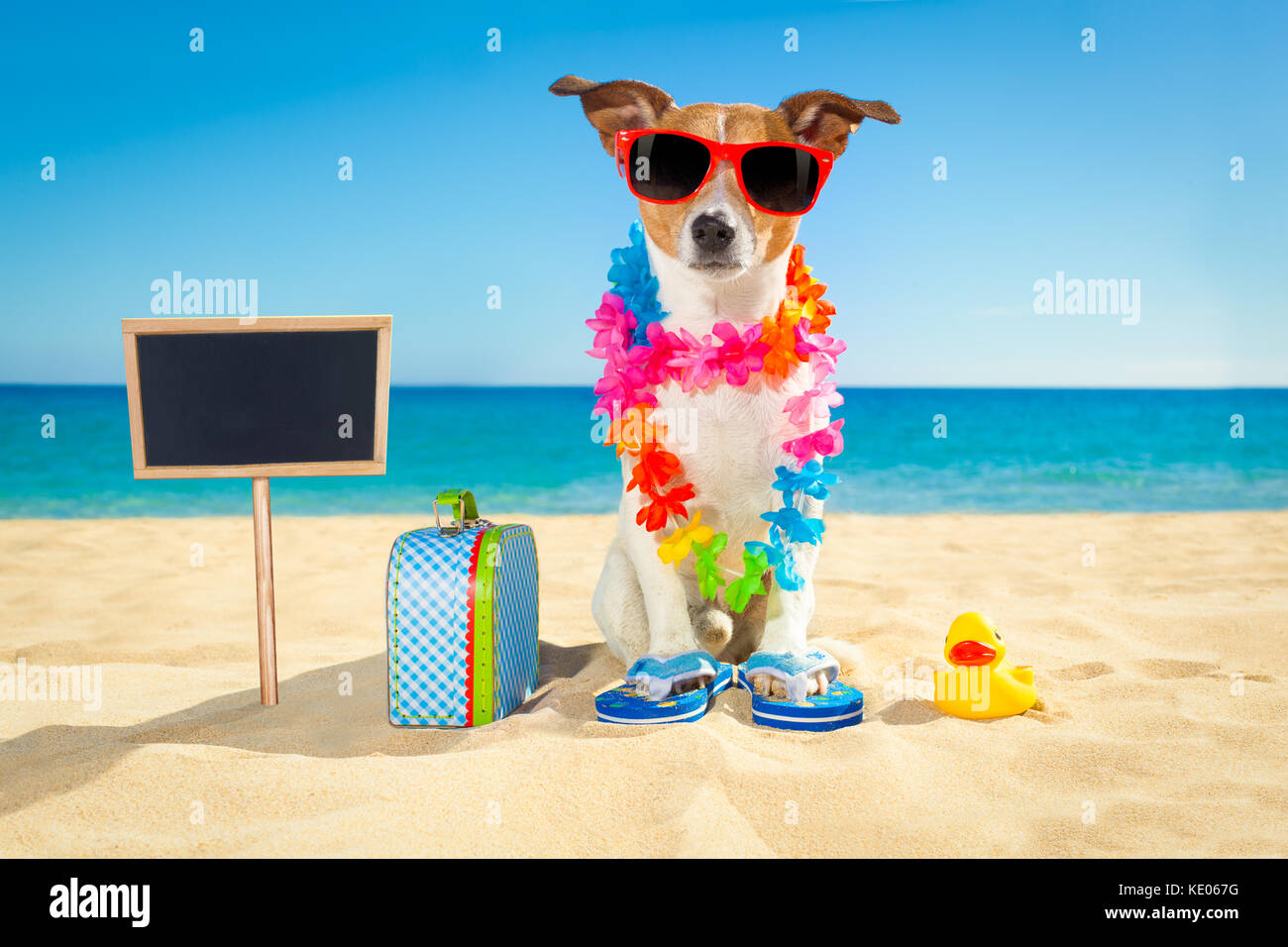 Jack Russell cane in spiaggia con una valigia o bagaglio bag indossando occhiali da sole e la catena dei fiori all'Ocean Shore su Vacanze estive Vacanze Foto Stock