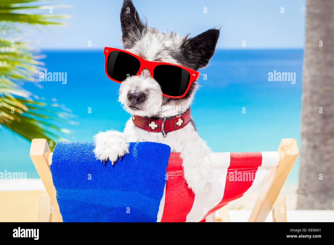 Nero terrier cane relax su una fantasia amaca rosso con occhiali da sole in estate vacanze vacanze in spiaggia sotto la palma Foto Stock