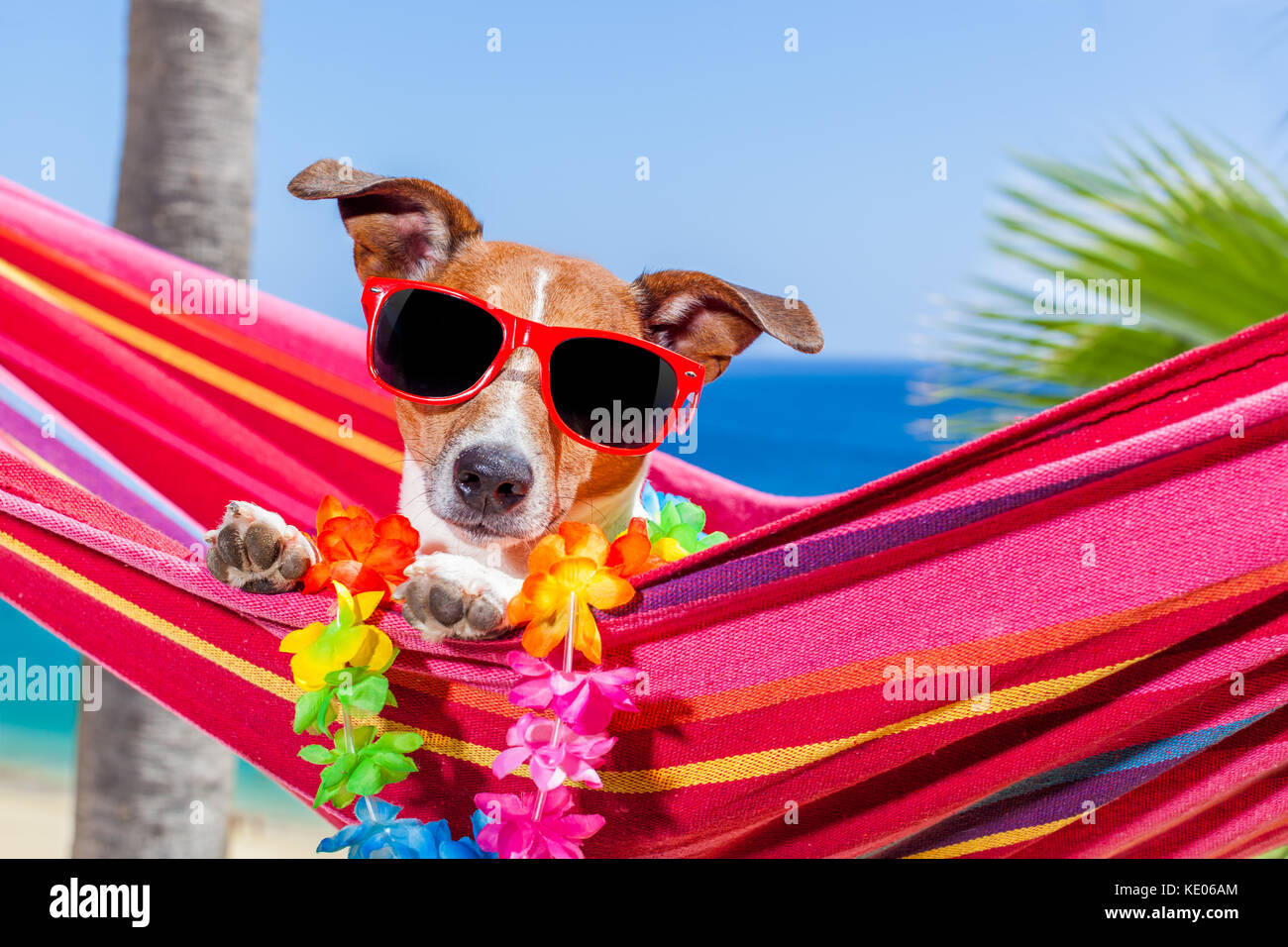 Jack Russell cane relax su una fantasia amaca rosso con occhiali da sole in  estate vacanze vacanze in spiaggia sotto la palma Foto stock - Alamy