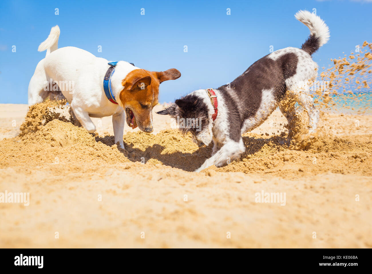 Jack Russell coppia di cani di scavare un buco nella sabbia in spiaggia in estate vacanze, ocean shore dietro Foto Stock