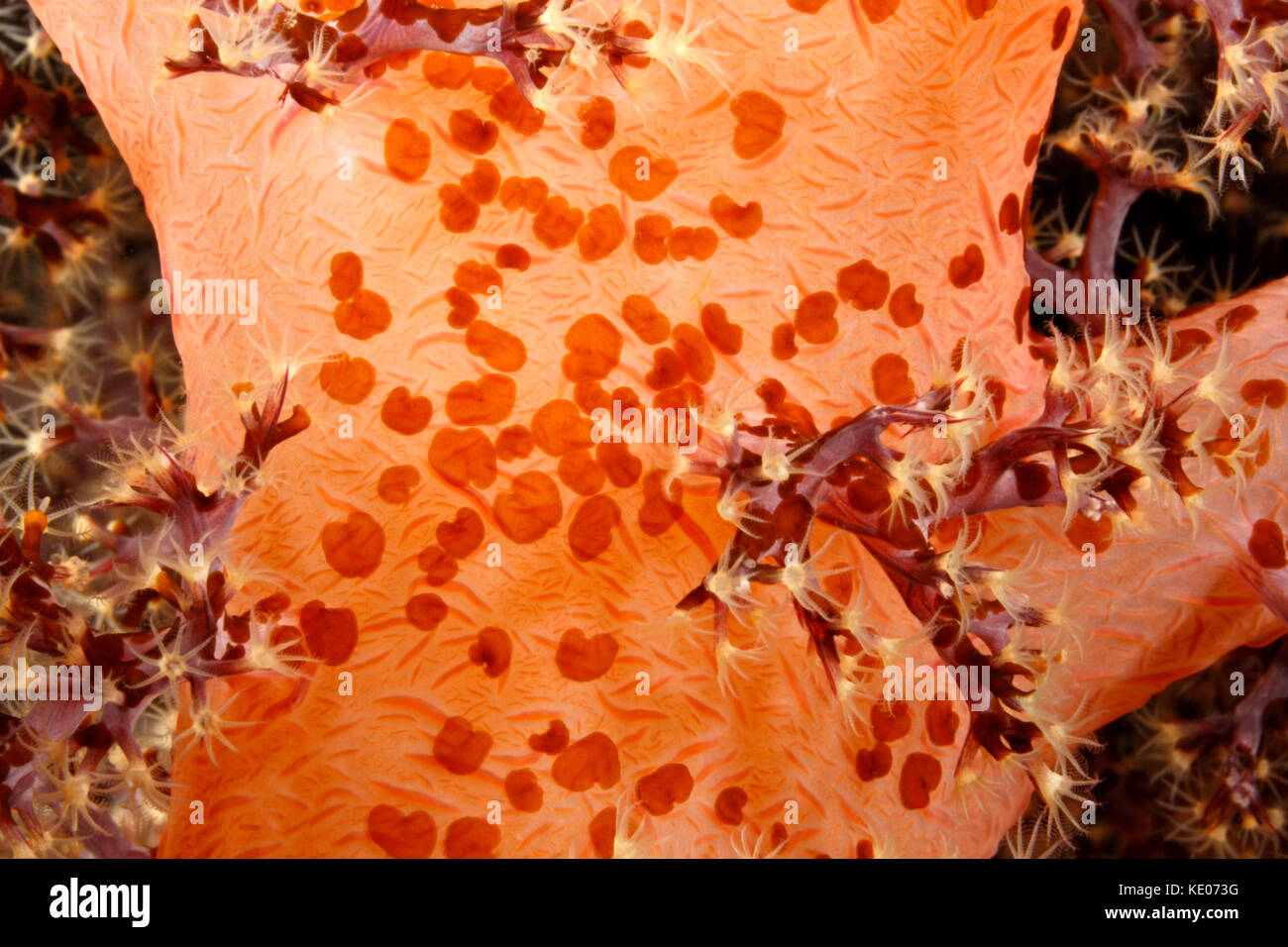 Acoel Flatworms, Waminoa sp, vivendo di coralli molli. Foto Stock