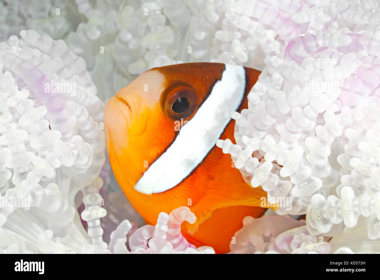 Imbianchiti anemone marittimo. Il riscaldamento globale e ad alte temperature oceano hanno causato l anemone di candeggina. Questo processo è quasi identico al corallo sbianca. Foto Stock