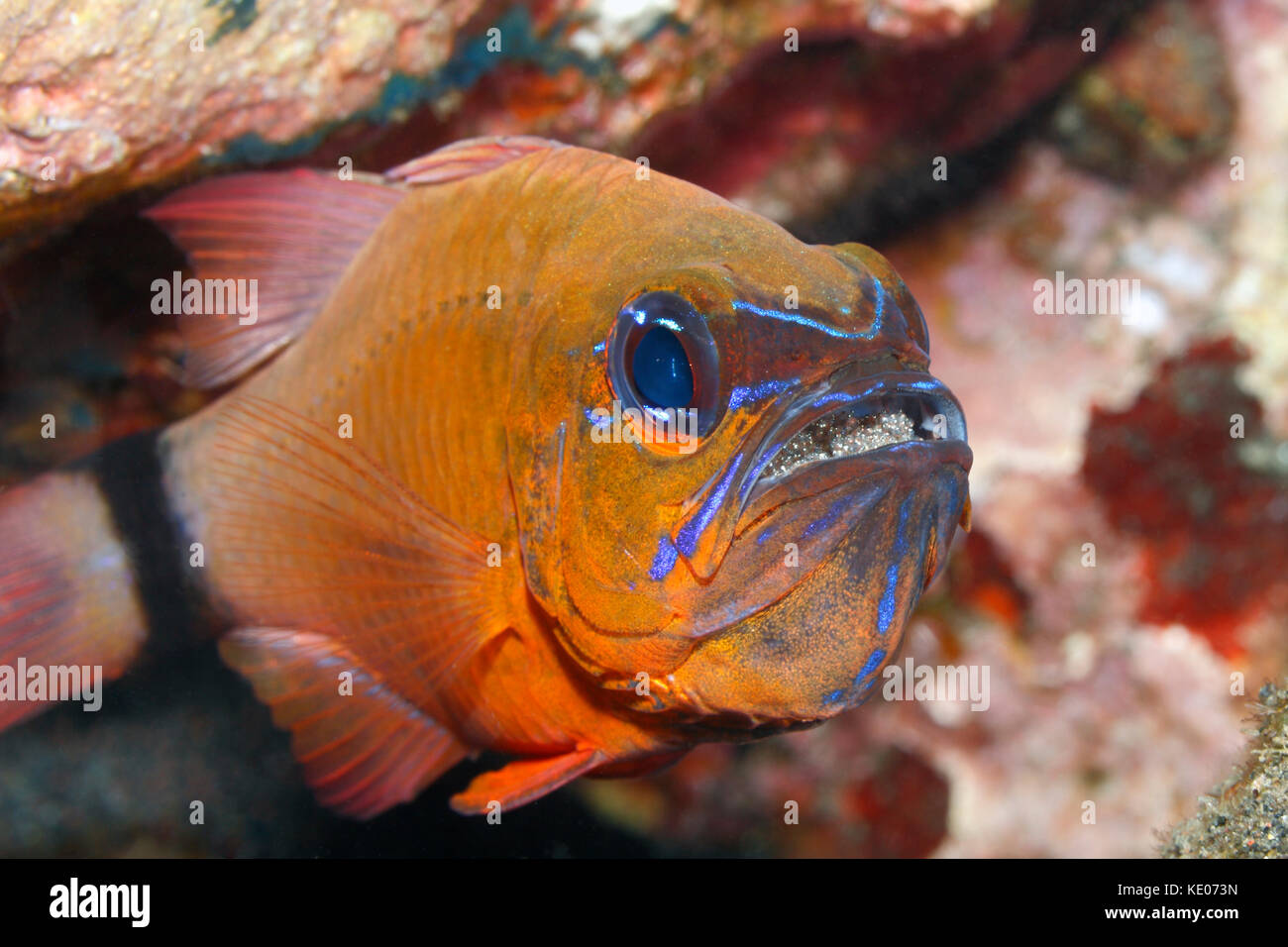 Ringtailed Cardinalfish, Ostorhinchus aureus. Precedentemente Apogon aureus. Mouthbrooding maschio uova. Tulamben, Bali, Indonesia. Mare di Bali, Oceano Indiano Foto Stock